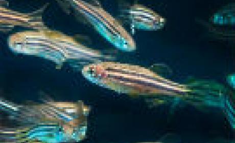 Imagem: Wikimedia Commons Zebrafish