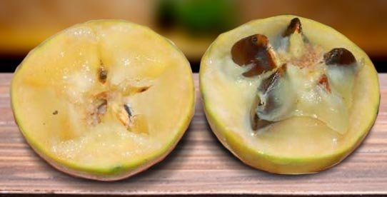 Essa é a Guapeva ou Fruta do Imperador - Chrysophyllum imperiale